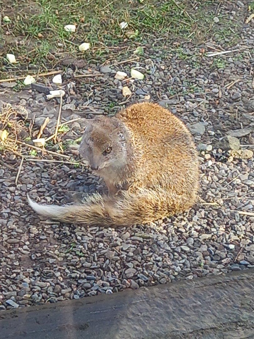 Yellow Mongoose