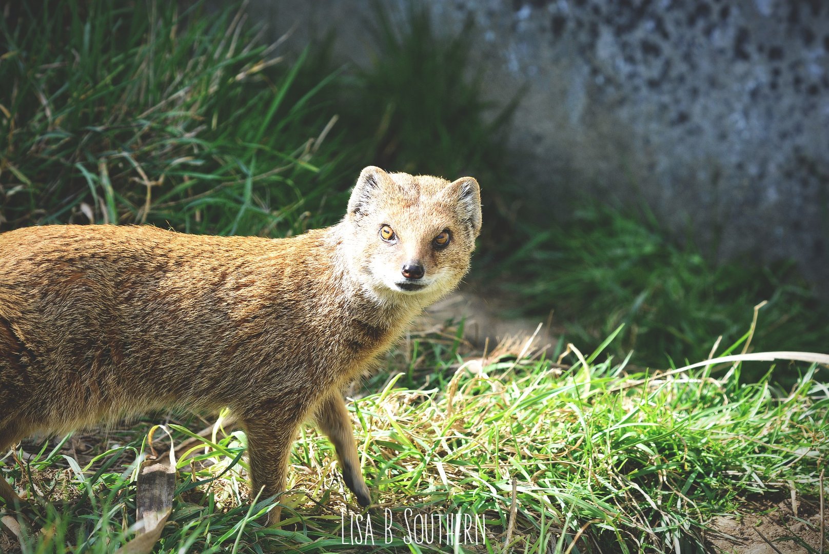 yellow mongoose
