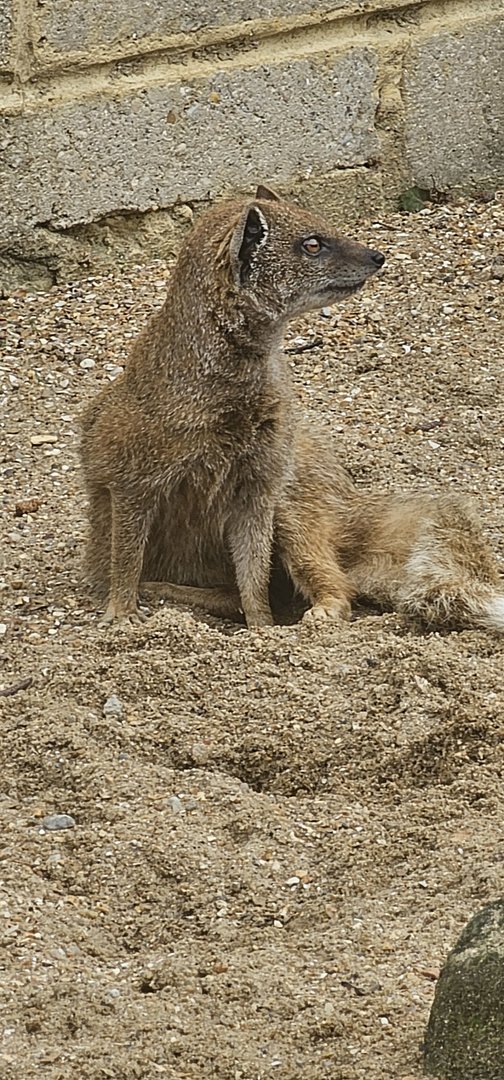 Yellow mongoose