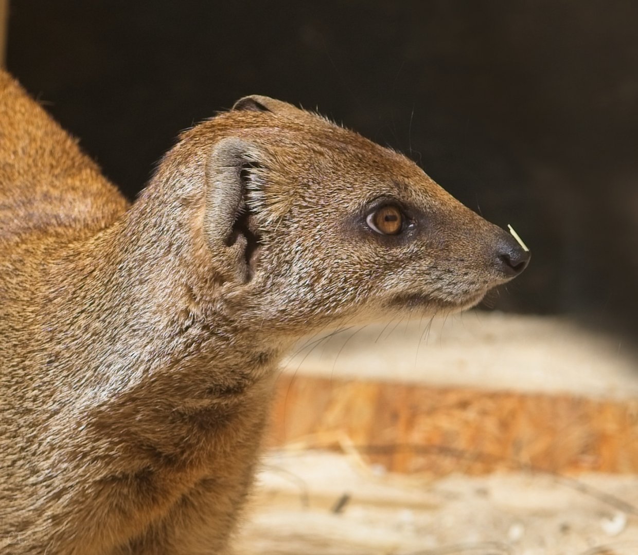 Yellow Mongoose