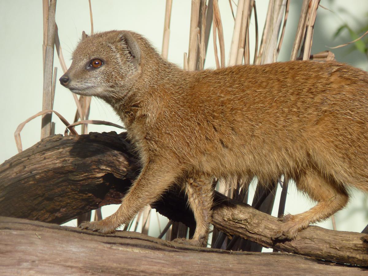 Yellow Mongoose