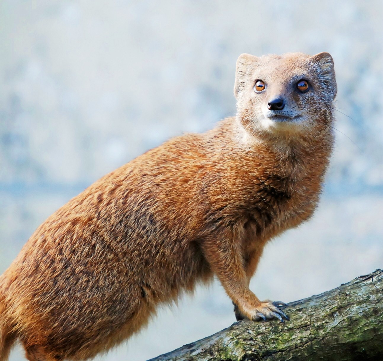 Yellow Mongoose