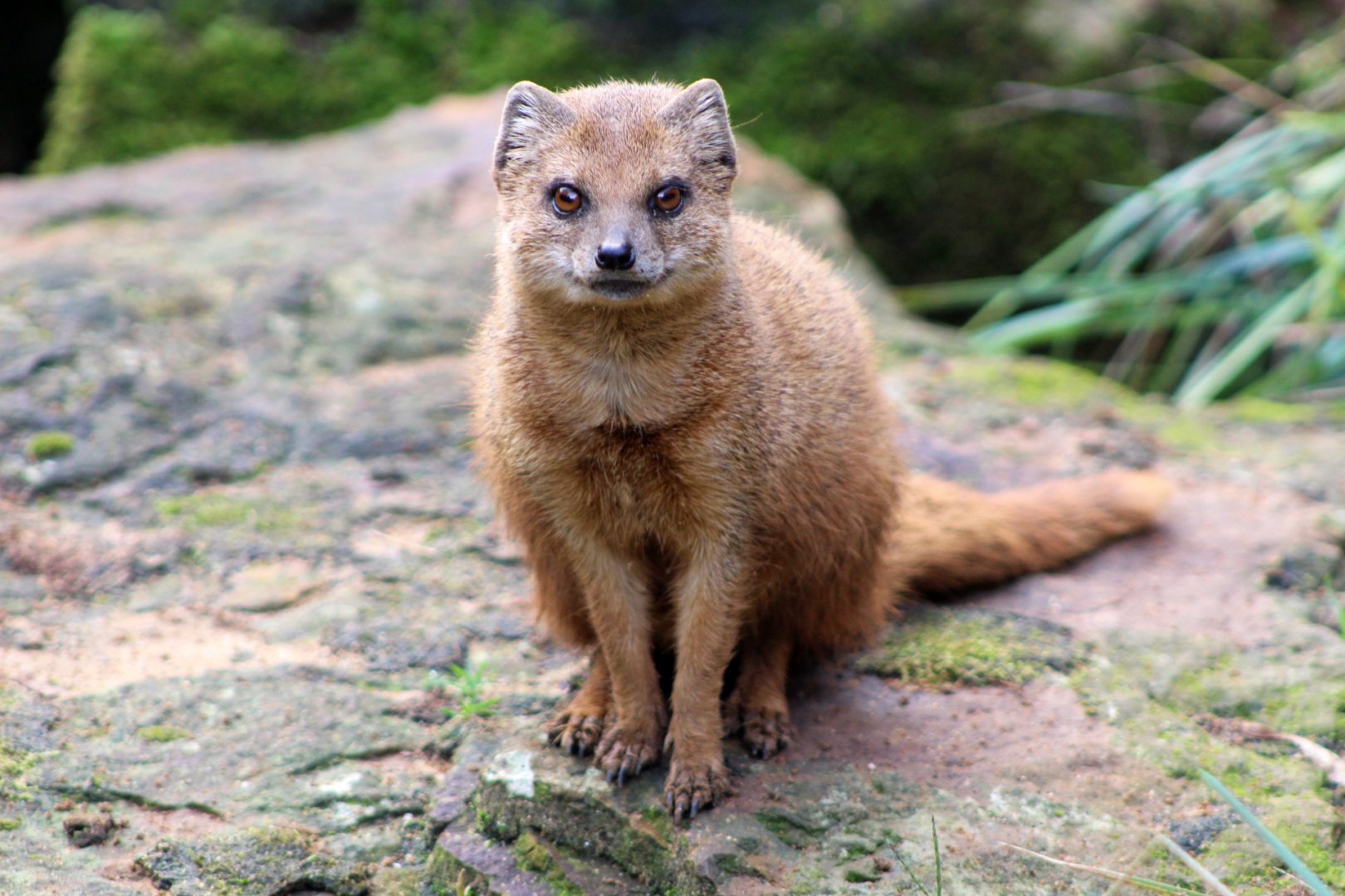 Yellow Mongoose