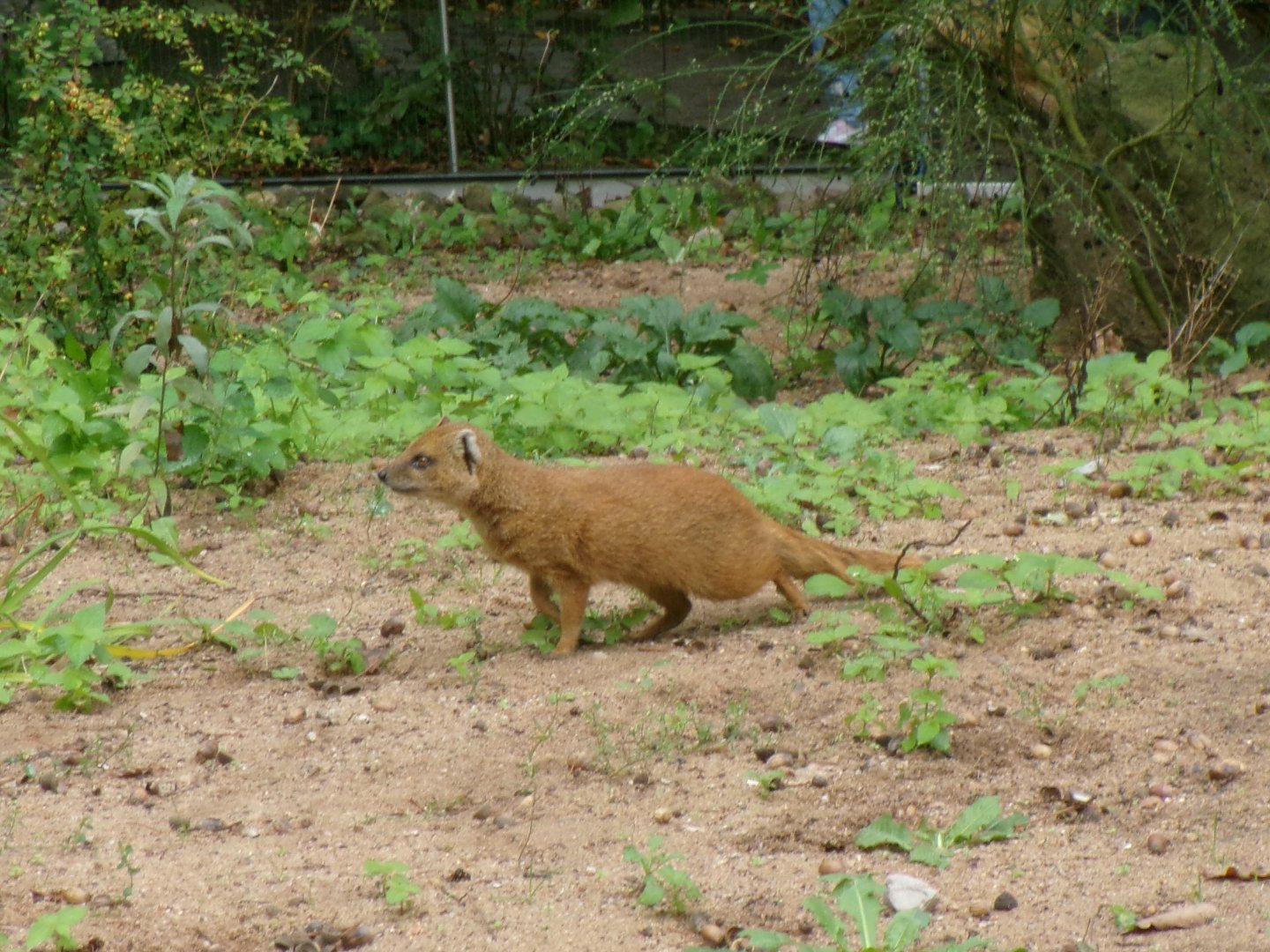 Yellow mongoose