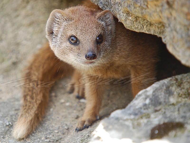 Yellow Mongoose