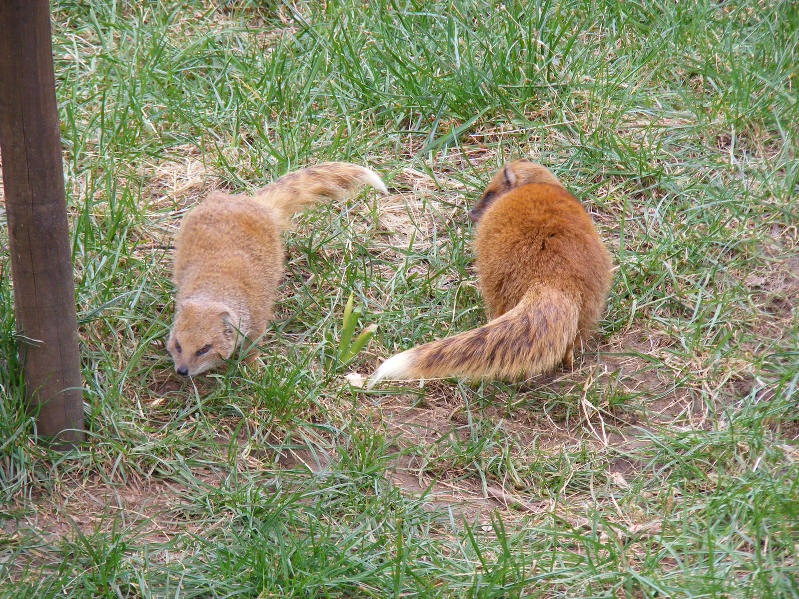 Yellow mongooses at Beale Park, 13th March 2010