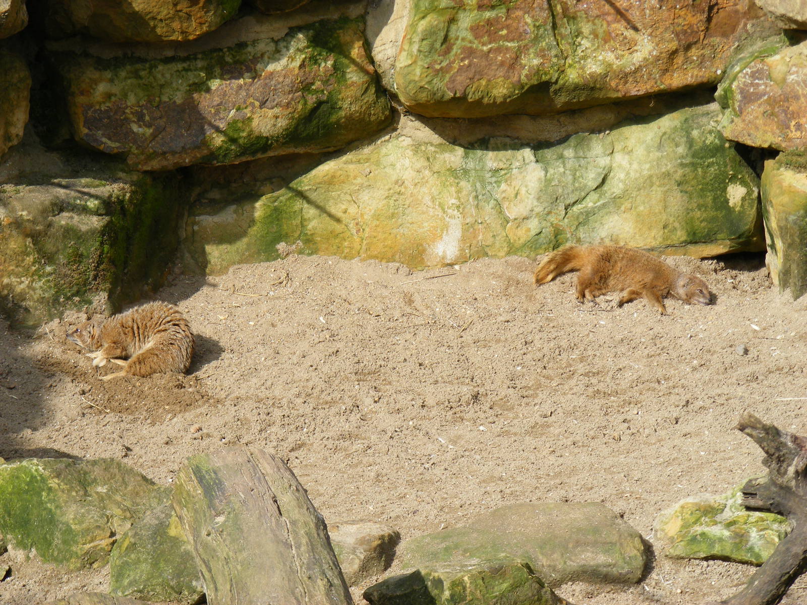 Yellow mongooses at Drusillas Park, 20 March 2011