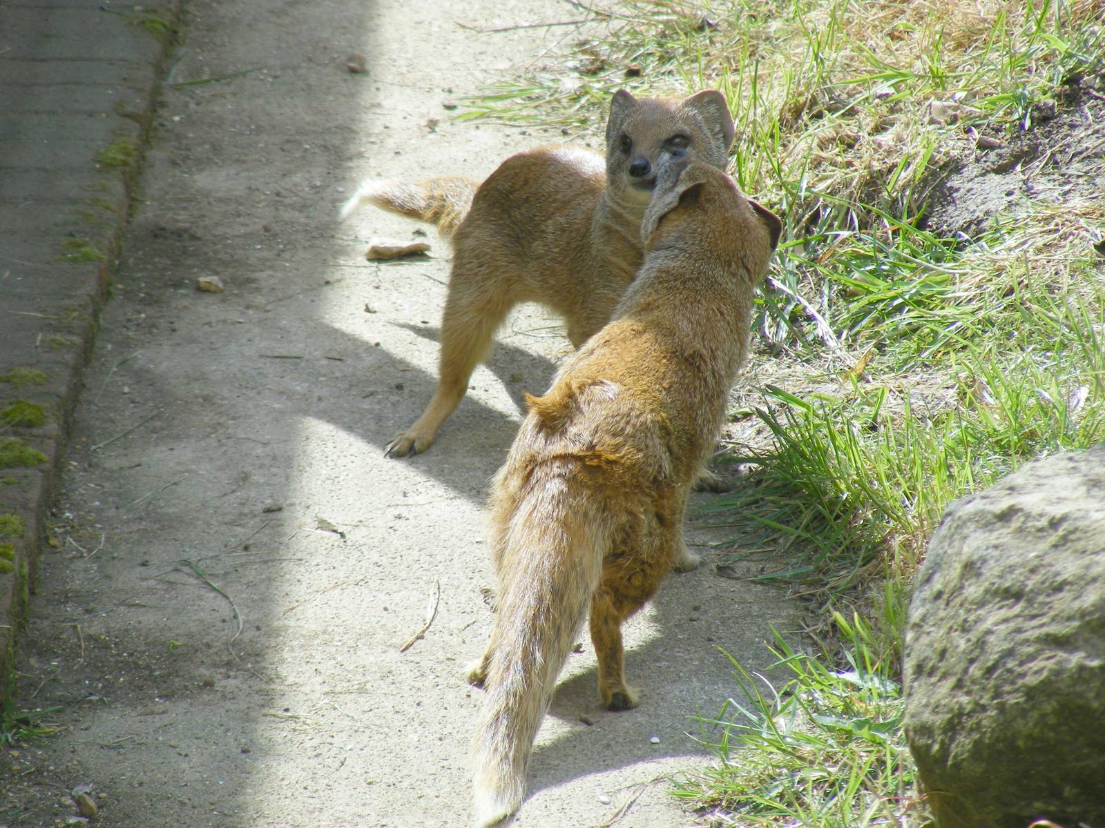 Yellow mongooses at Marwell Wildlife, 8 May 2011