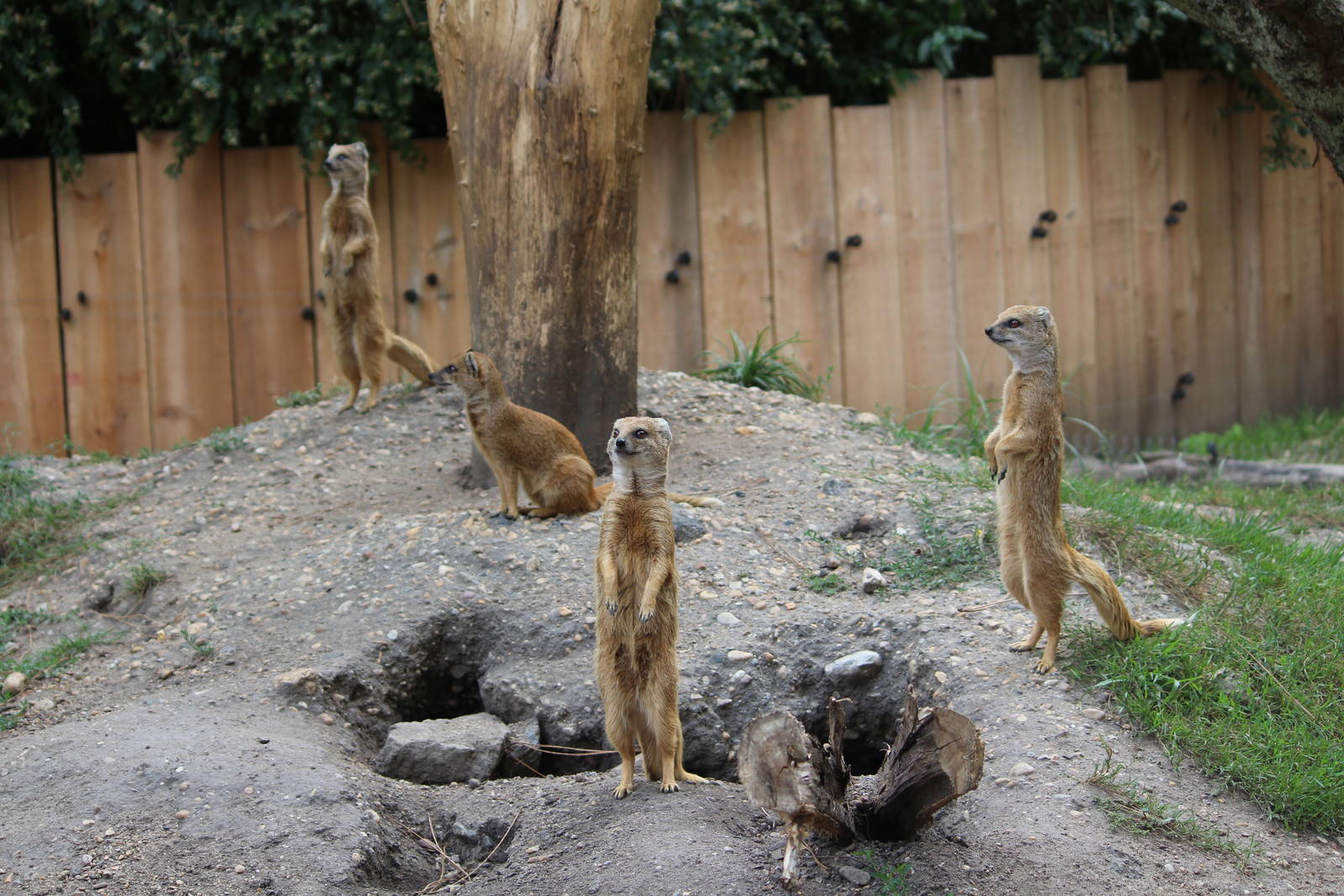 Yellow mongooses, August 2016