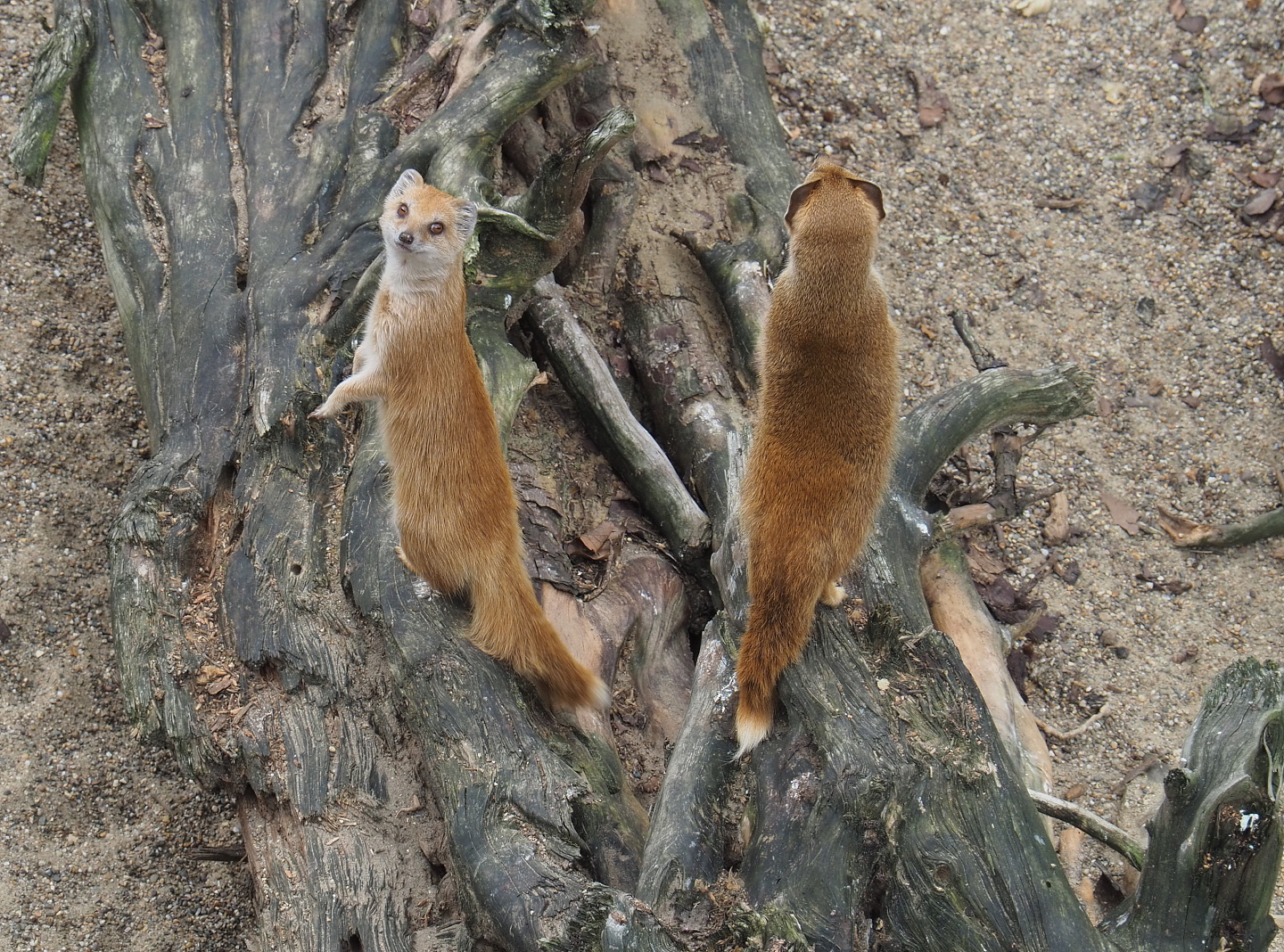 Yellow mongooses (Cynictis penicillata), 2021-06-12