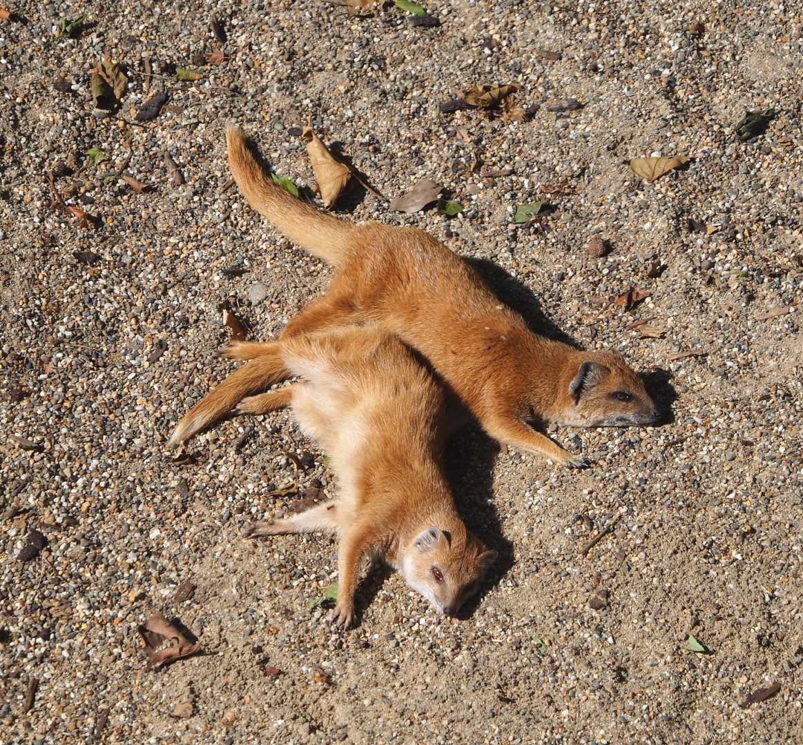 Yellow mongooses (Cynictis penicillata), 2021-07-17