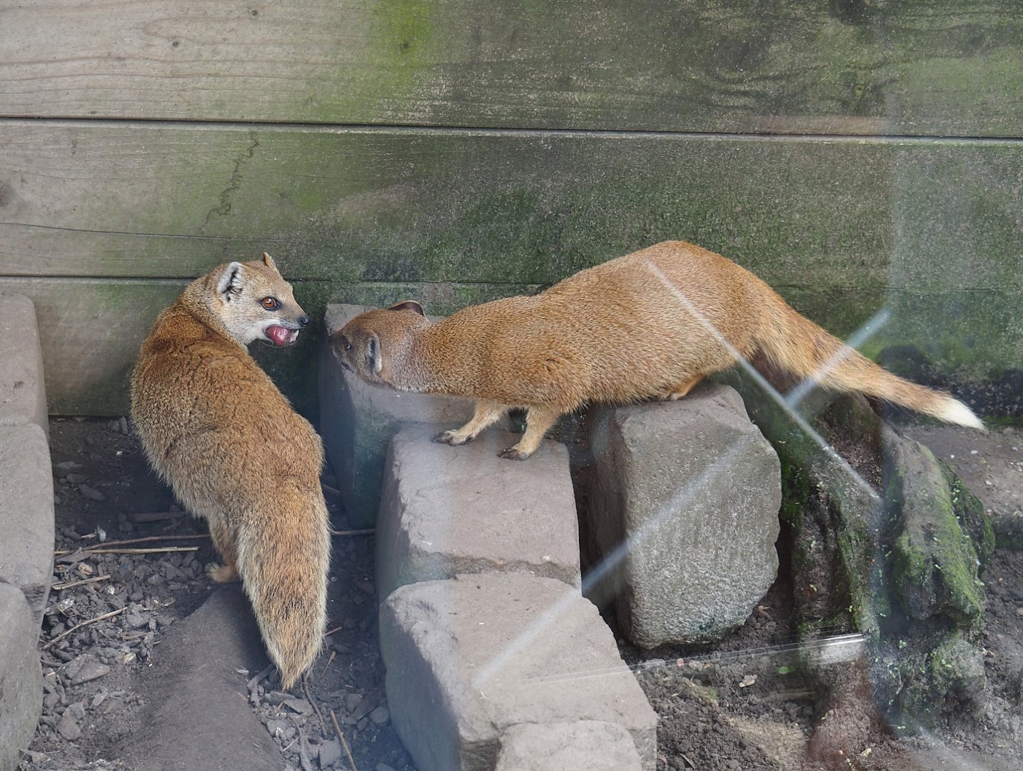 Yellow mongooses (Cynictis penicillata), 2024-05-11