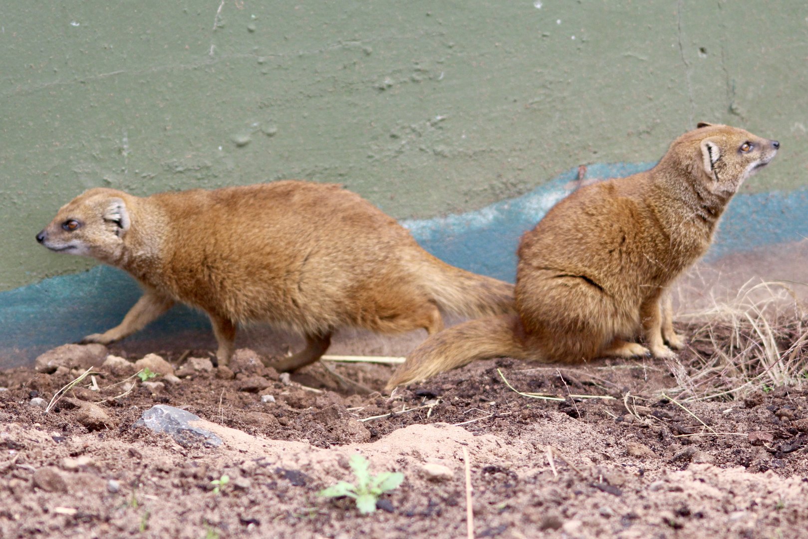 Yellow mongooses (Cynictis penicillata) at Belfast Zoo - 19/08/2022