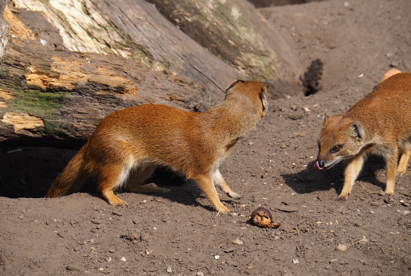 Yellow mongooses (Cynictis penicillata) smelling porcupine food, 2019-04-06