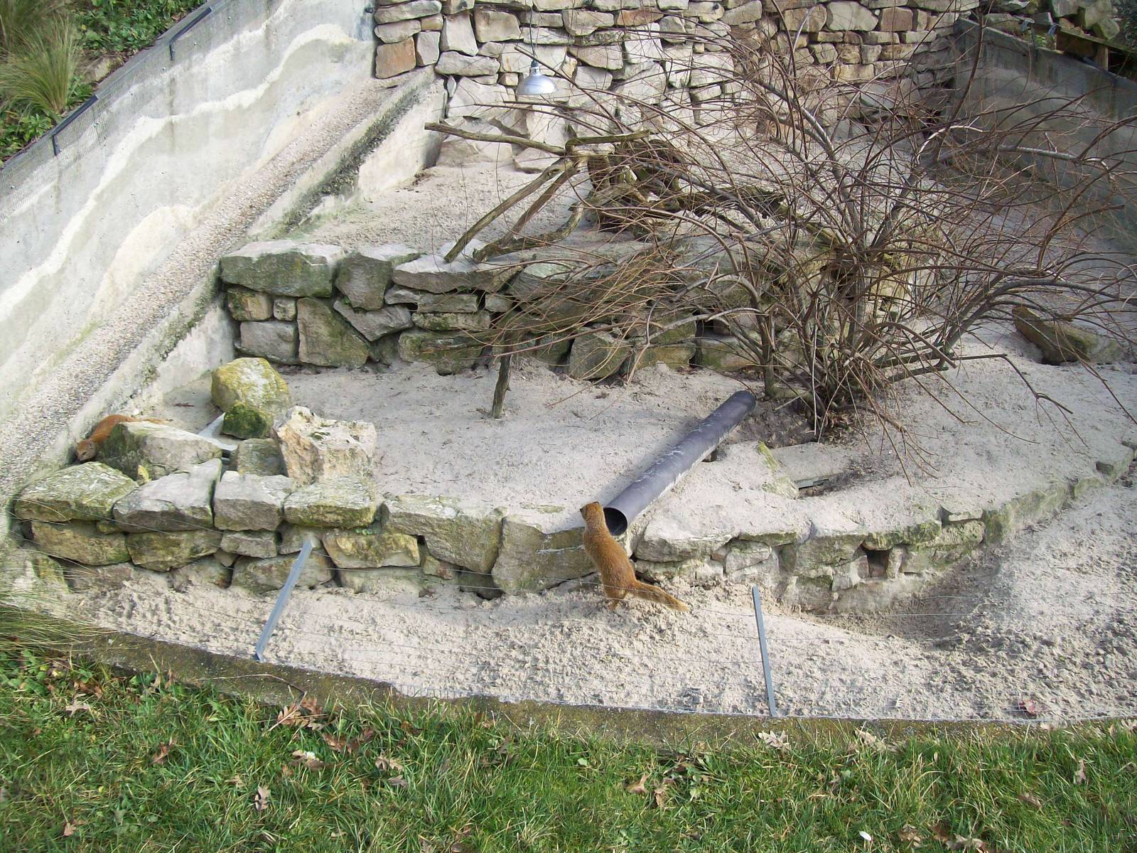 Yellow Mongooses Exhibit