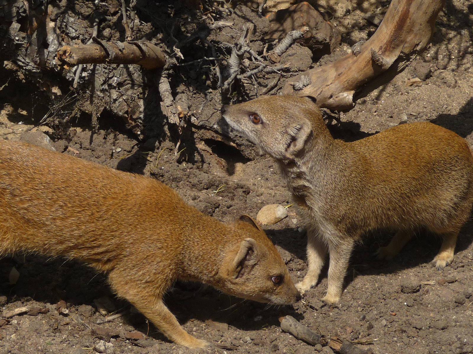 Yellow mongooses