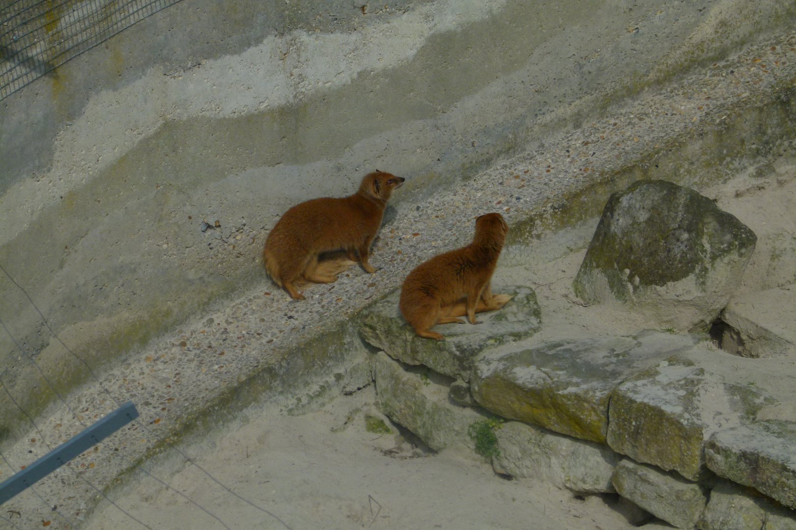 Yellow Mongooses