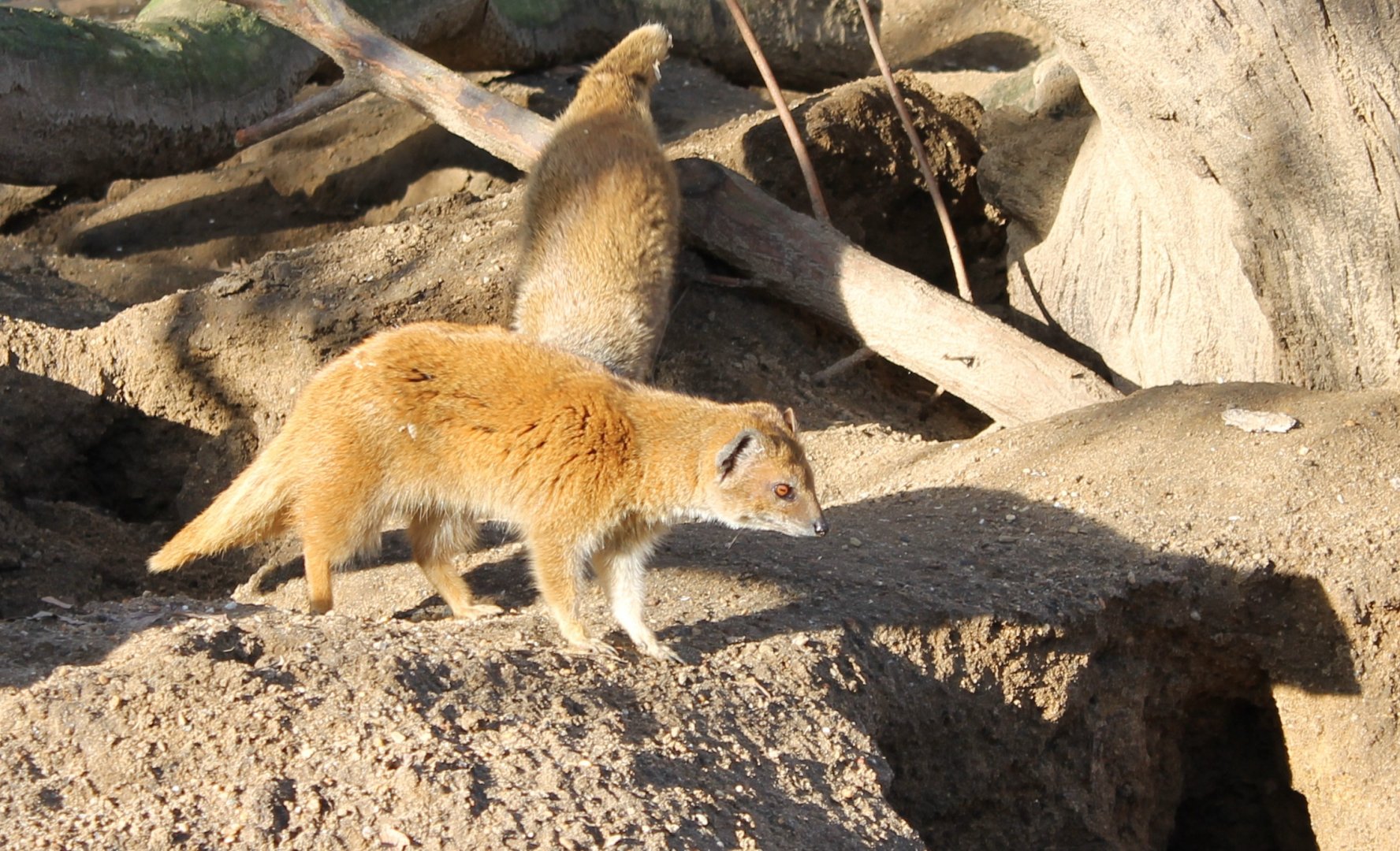 Yellow mongooses