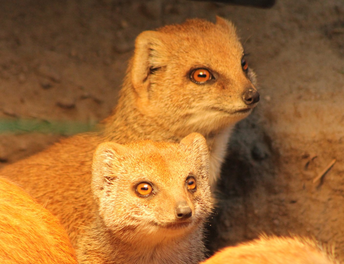 Yellow mongooses