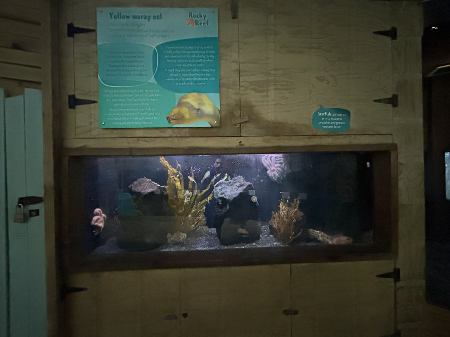 Yellow Moray Eel Exhibit