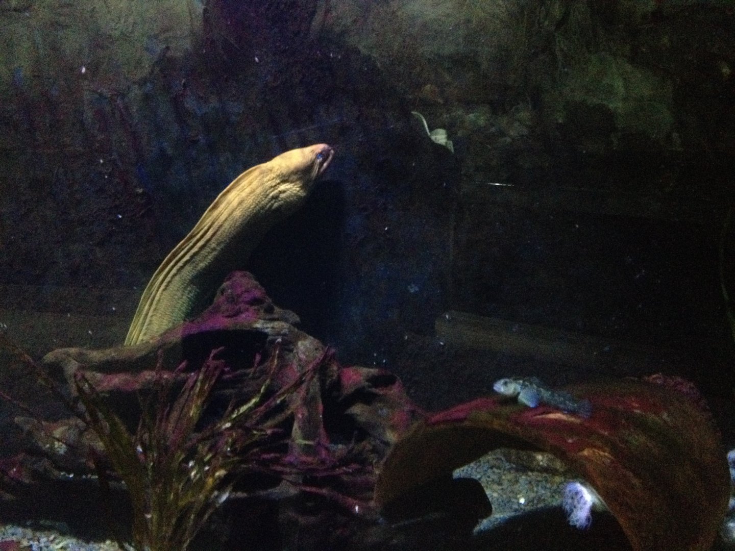 Yellow Moray (Gymnothorax prasinus)