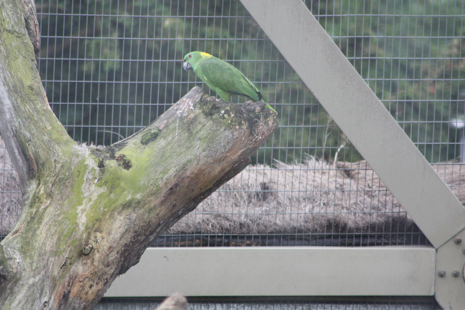 Yellow-naped Amazon, 9th June 2014