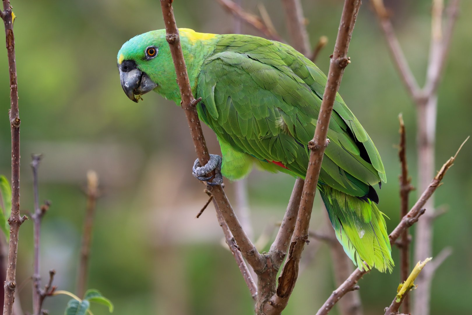 Yellow-naped amazon (Amazona auropalliata)