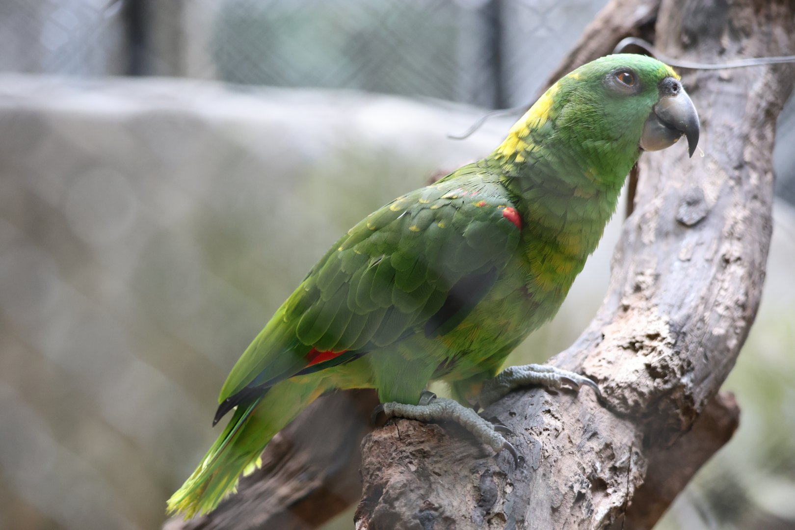 Yellow-naped amazon (Amazona auropalliata)
