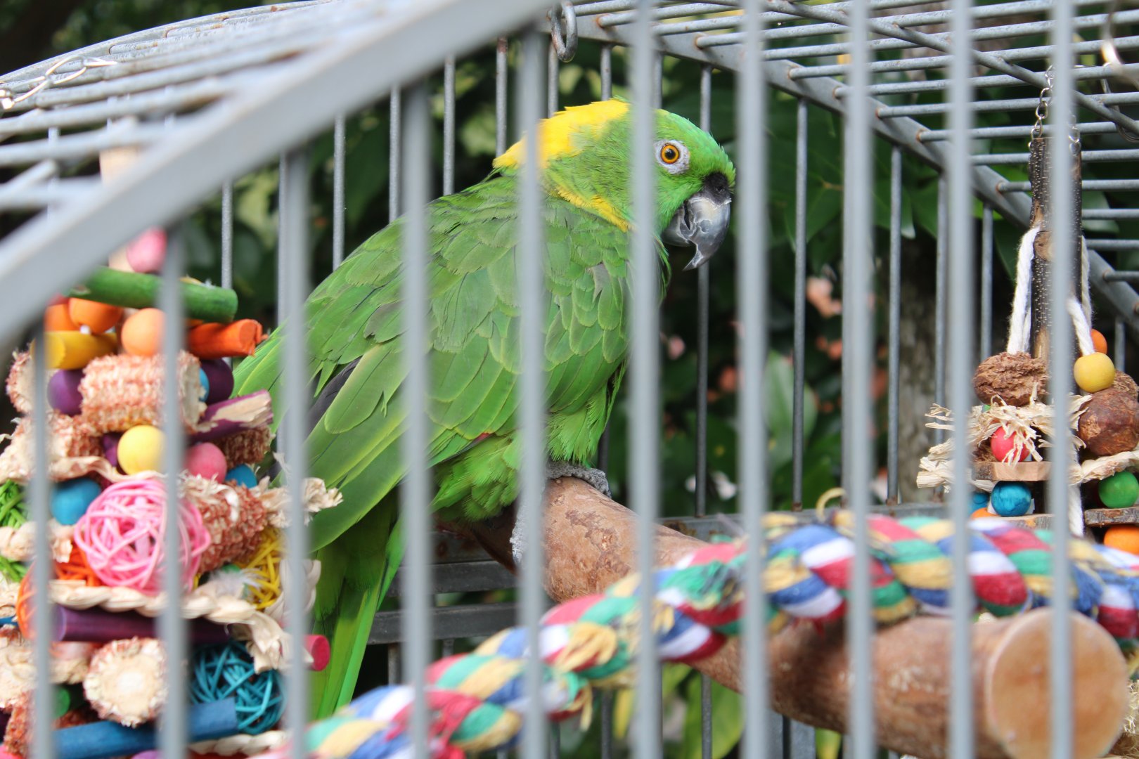 Yellow-Naped Amazon (Amazona auropalliata)