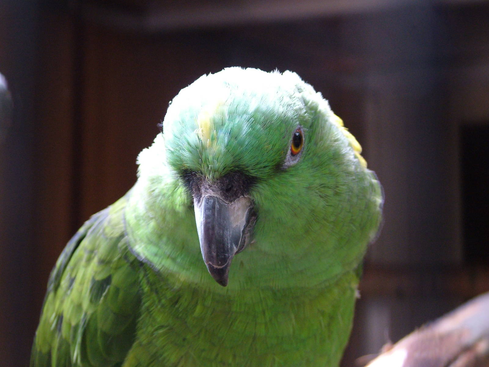 Yellow-naped Amazon at NOP, Veldhoven 16/05/09
