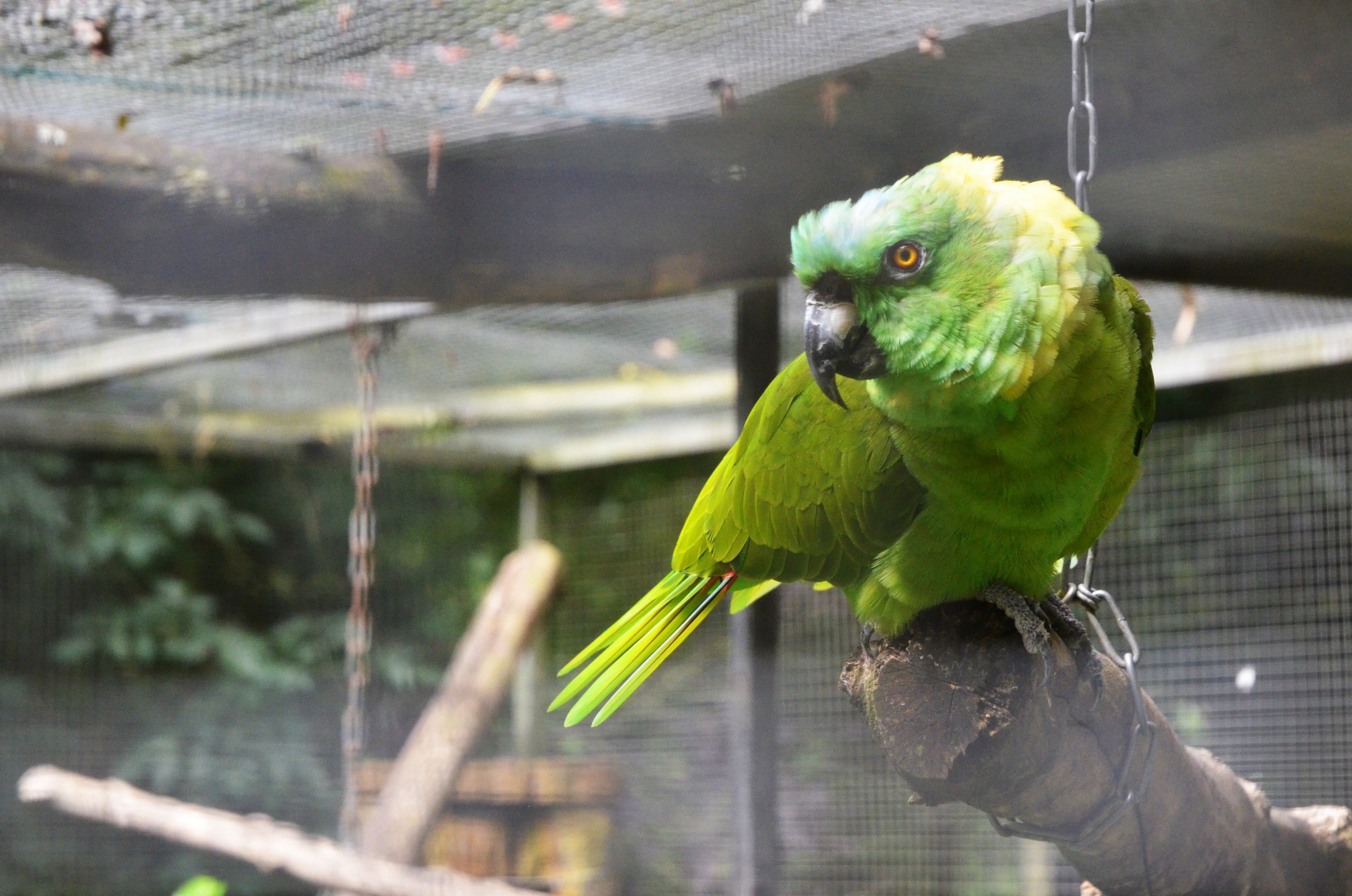Yellow-naped Amazon at Spaycific'Zoo, 13/06/18