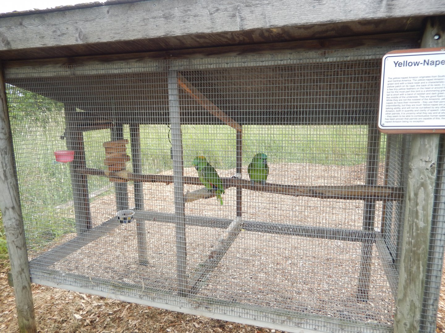 Yellow-Naped Amazon Cage