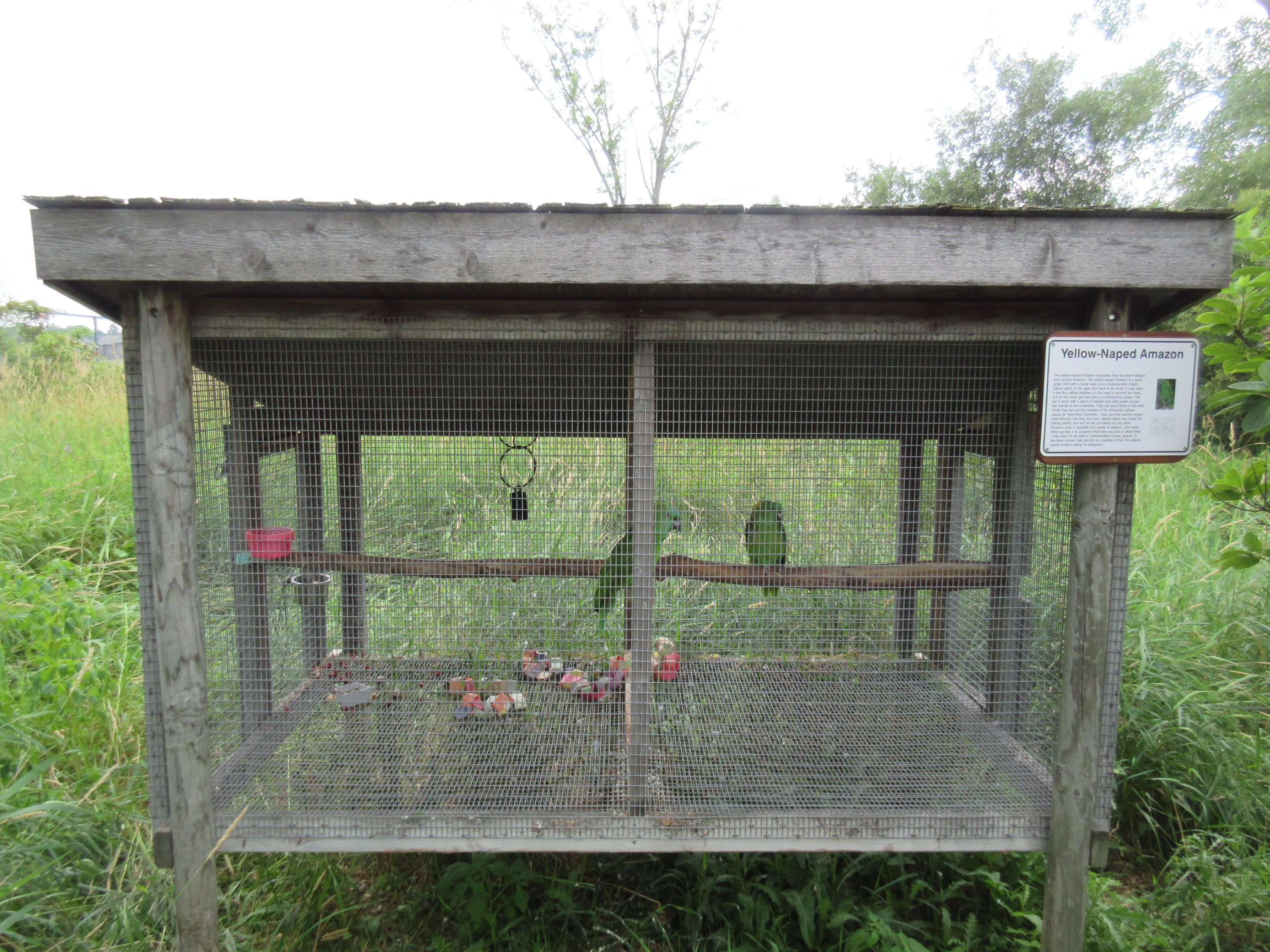 Yellow-naped Amazon Exhibit