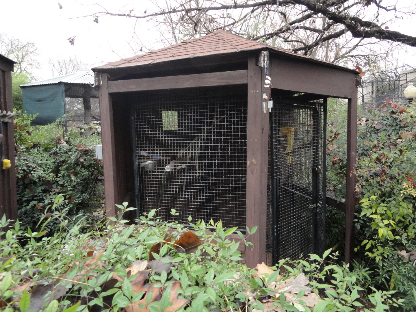 Yellow Naped Amazon Exhibit
