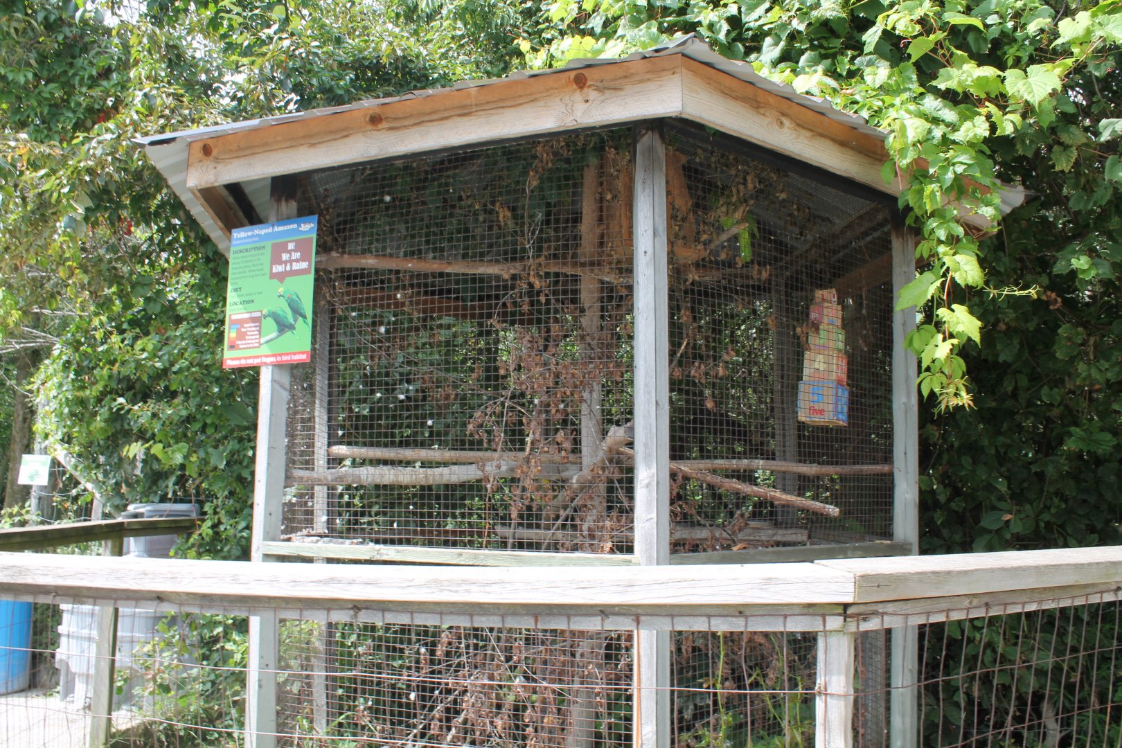 Yellow-naped Amazon exhibit