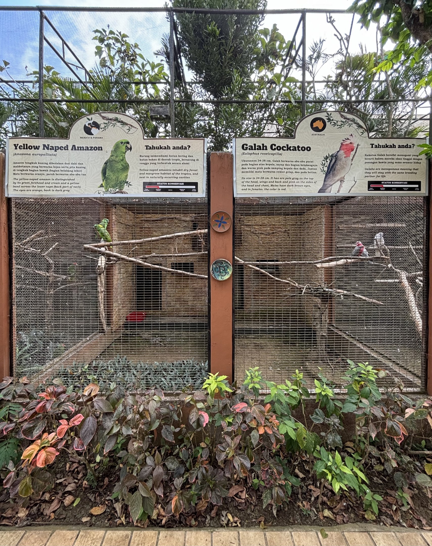 Yellow-naped Amazon + Galah Aviaries