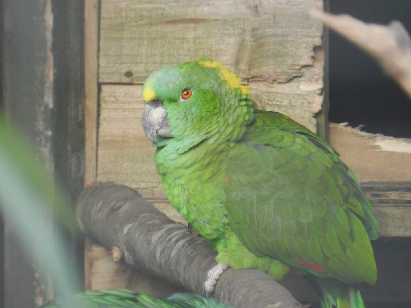 Yellow-Naped Amazon Parrot (Amazona auropalliata) at Hobbledown Adventure Farm Park and Zoo, England