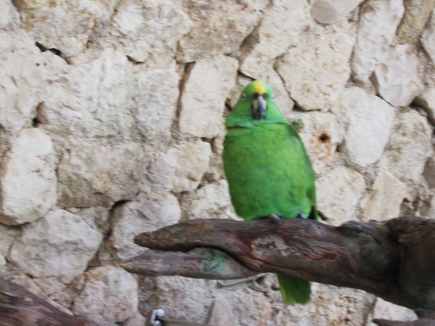yellow naped amazon parrot at aviario