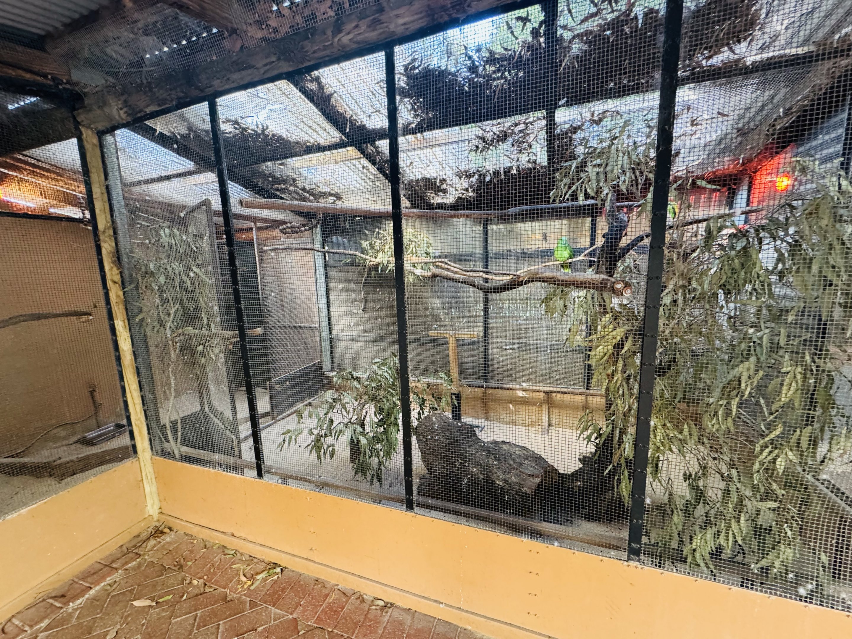 Yellow-naped Amazon Parrot aviary