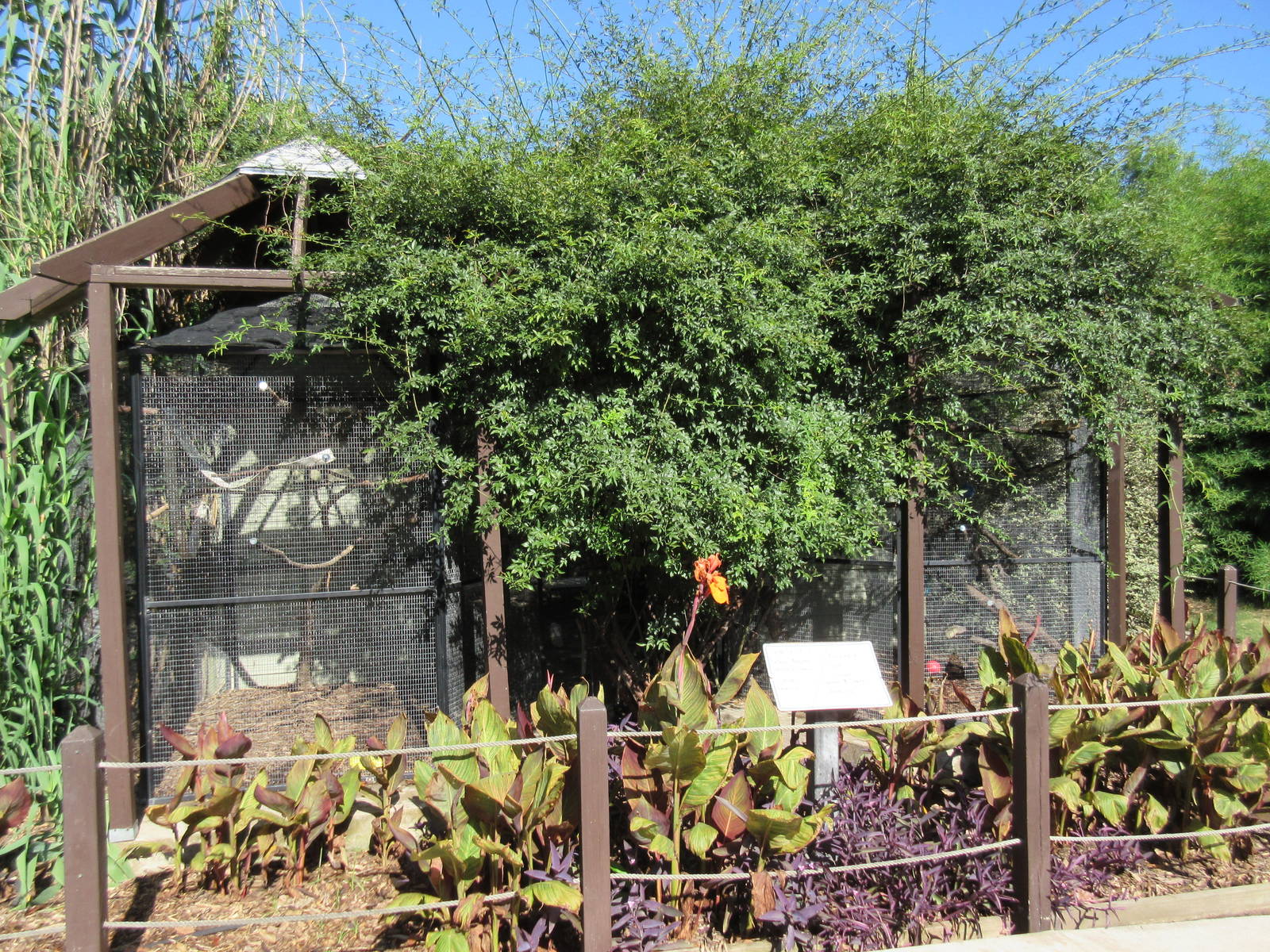 Yellow-Naped Amazon Parrot + Coati Exhibits