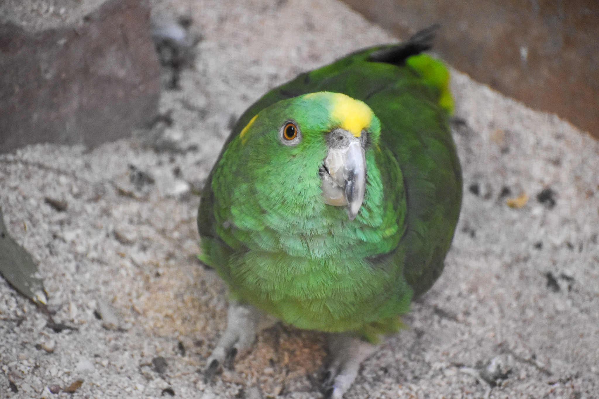 Yellow-naped Amazon Parrot
