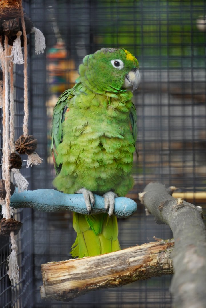 Yellow Naped Amazon Parrot