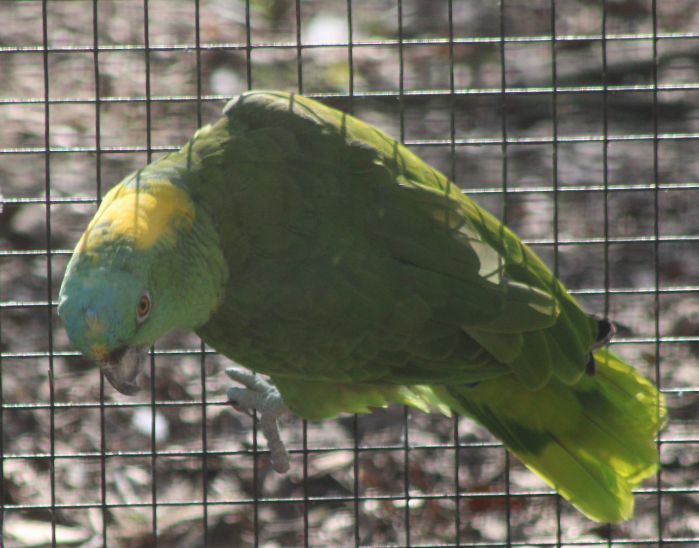 Yellow-naped amazon