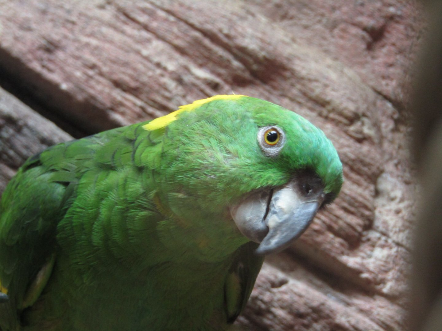 Yellow Naped Amazon
