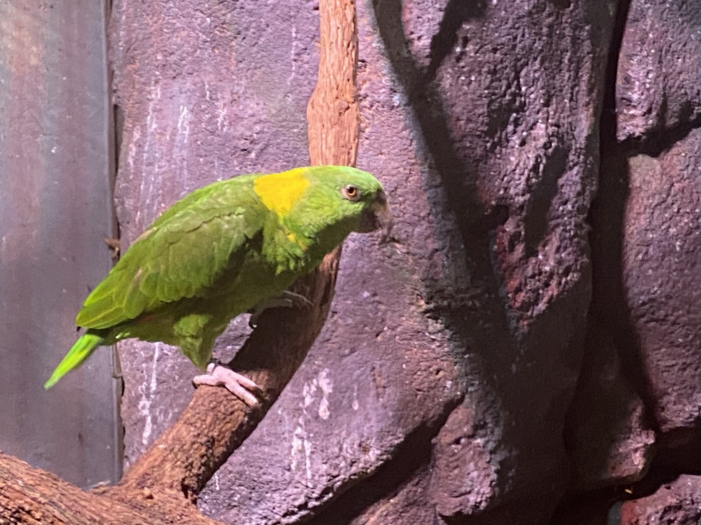 Yellow-naped Amazon