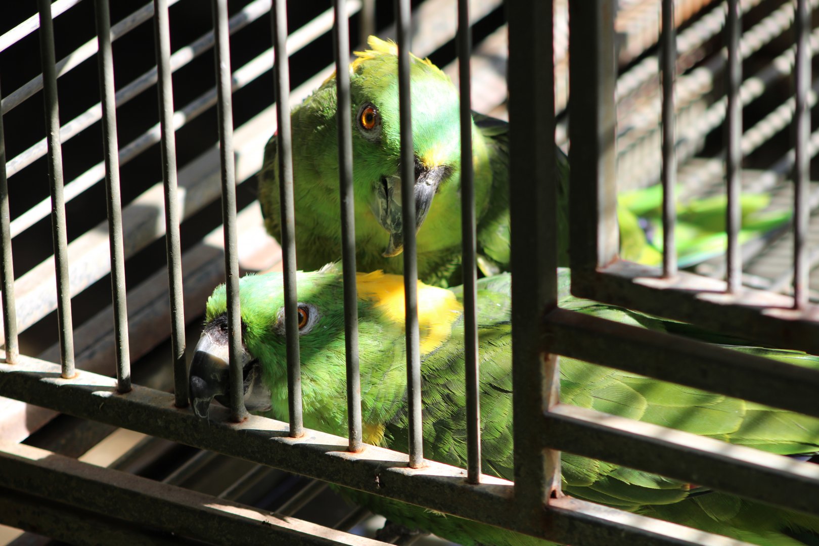 Yellow-Naped Amazons (Amazona auropalliata)