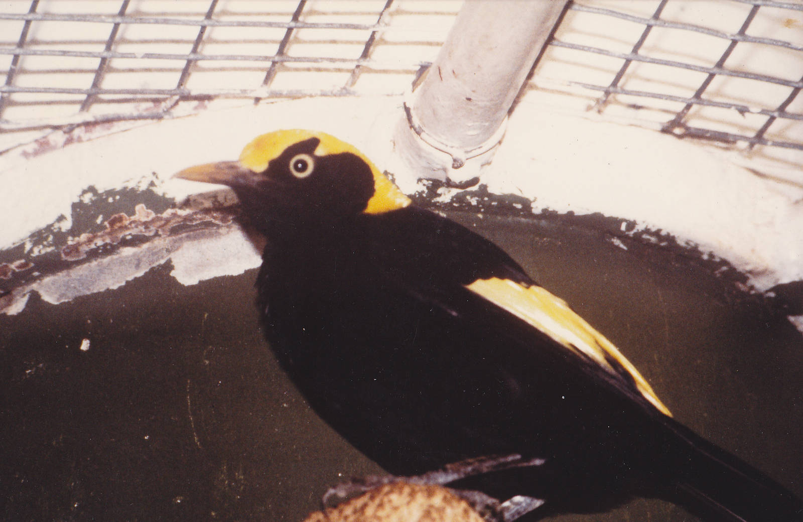 Yellow-naped bowerbird