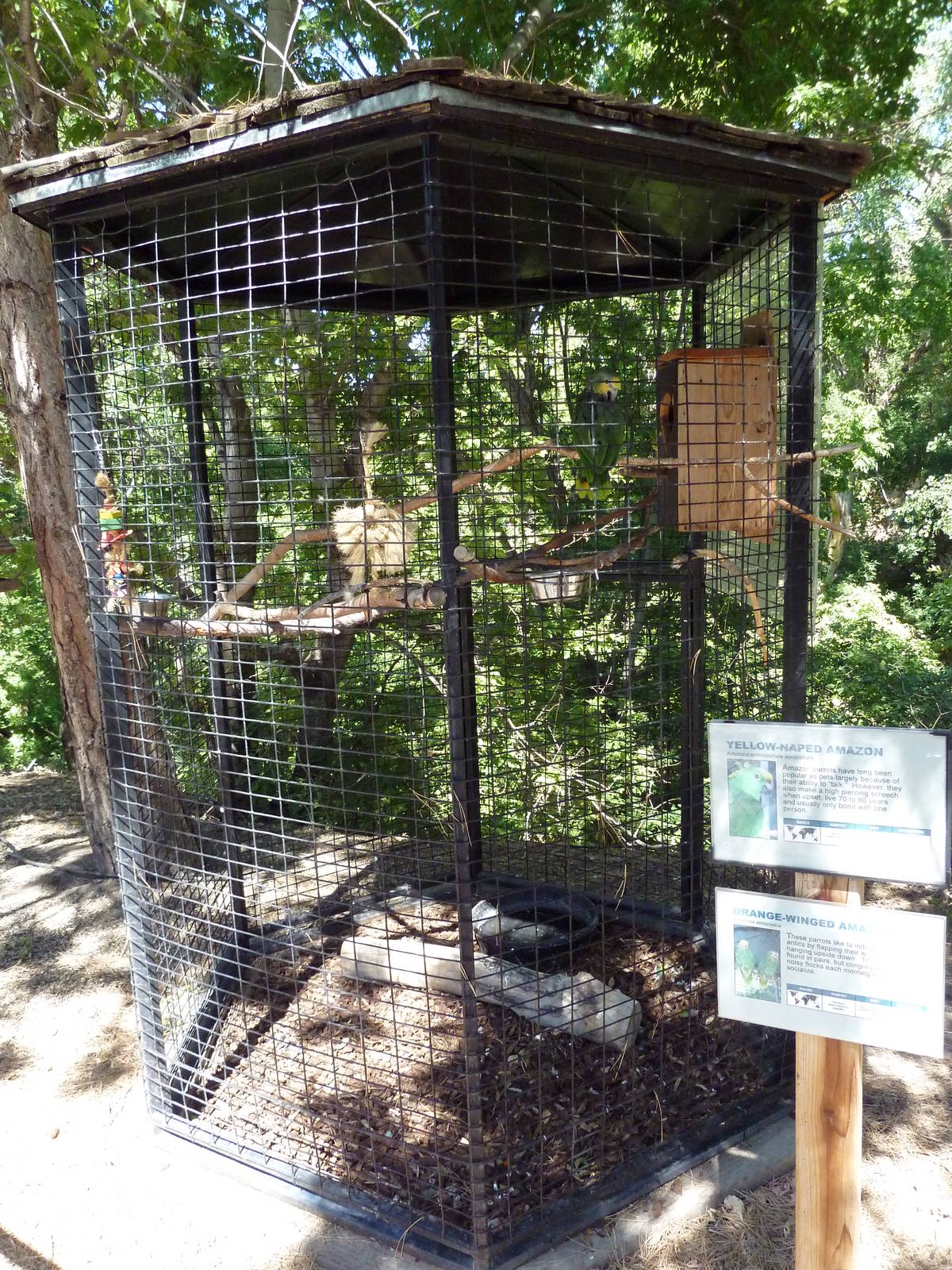 Yellow-Naped + Orange-Winged Amazon Parrot Exhibit