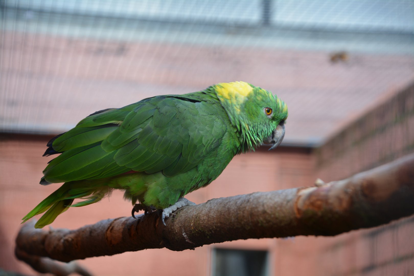 Yellow-naped parrot (Amazona auropalliata auropalliata)