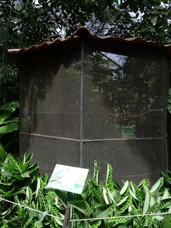 Yellow-naped parrot aviary